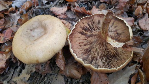 Paxillus involutus