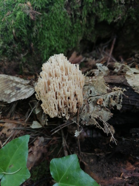 Artomyces pyxidatus