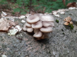 Pleurotus pulmonarius
