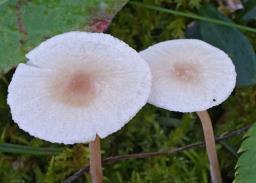 Collybia cookei