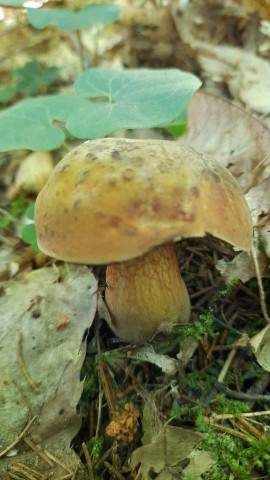 Suillellus luridus