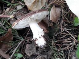 Leucoagaricus cupresseus