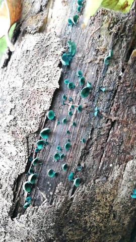 Chlorociboria aeruginascens