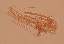 Lanzia luteovirescens