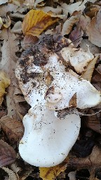 Fomitopsis betulina