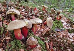 Caloboletus calopus