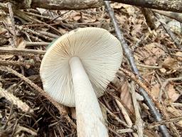 Amanita ceciliae
