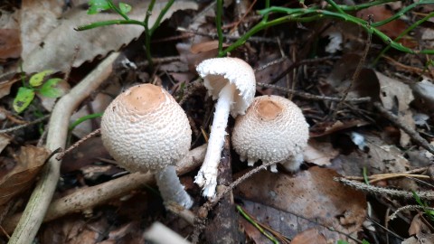 Lepiota clypeolaria