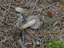 Inocybe subcarpta