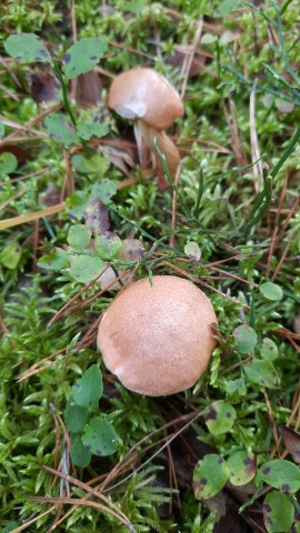 Suillus bovinus