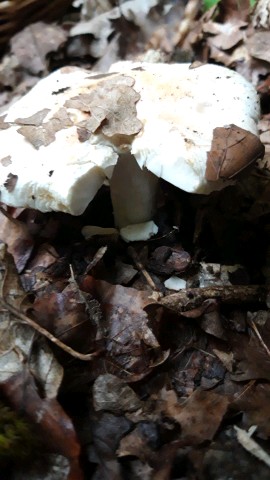 Russula galochroa