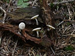 Pholiota scamba