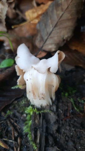 Helvella crispa