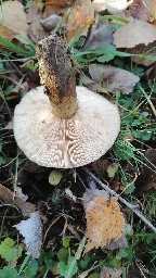 Lactarius turpis