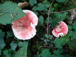 Russula aurora