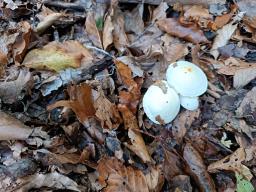 Hygrophorus discoxanthus