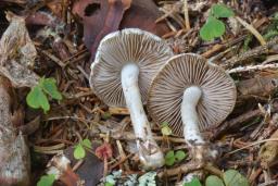 Inocybe geophylla