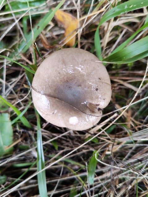 Hygrophorus agathosmus