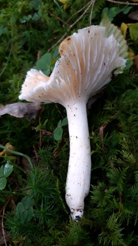 Hygrophorus nemoreus