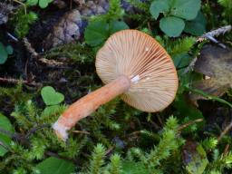 Lactarius aurantiacus