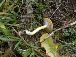 Hygrophorus speciosus