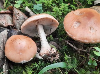 Leucocortinarius bulbiger