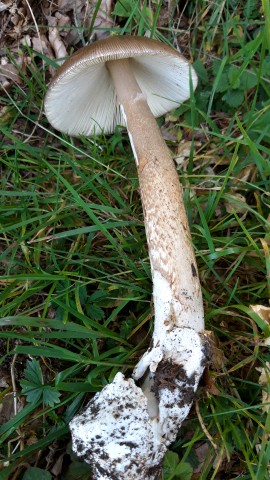 Amanita spadicea