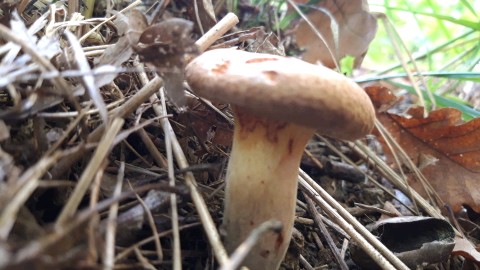 Paxillus involutus