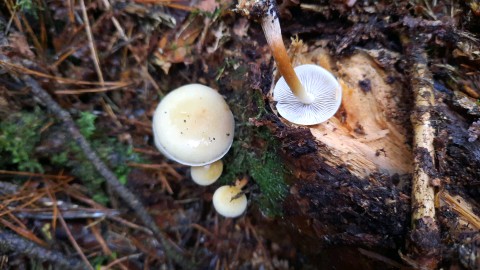 Hypholoma capnoides