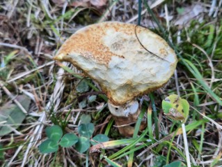 Suillus cavipes