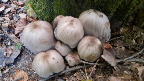 Coprinopsis atramentaria