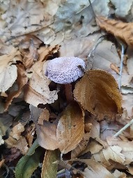 Mycena rosea