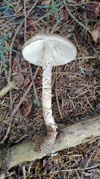 Amanita porphyria