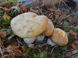Hemileccinum impolitum