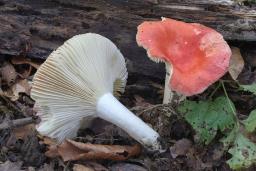 Russula luteotacta