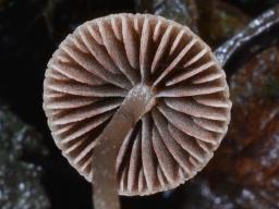 Psathyrella pseudogracilis