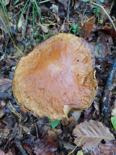 Boletus edulis