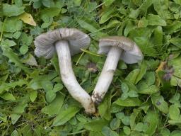 Entoloma ochreoprunuloides