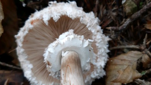 Chlorophyllum olivieri