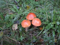 Leccinum aurantiacum