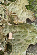 Lobaria pulmonaria