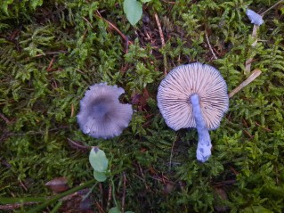 Entocybe nitida