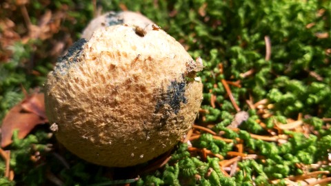 Gyroporus cyanescens