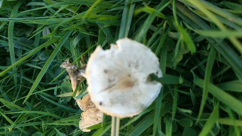 Marasmius collinus