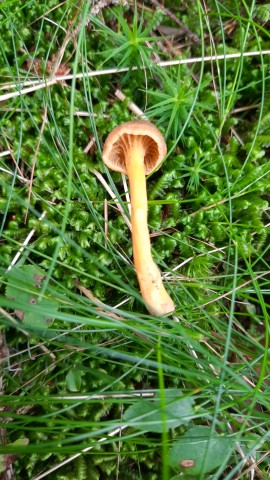 Craterellus tubaeformis