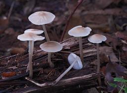 Mycena galericulata