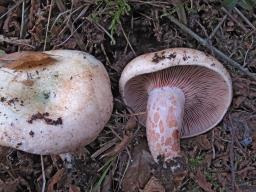 Lactarius sanguifluus