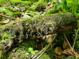 Xylaria longipes