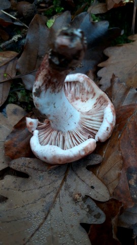 Hygrophorus russula