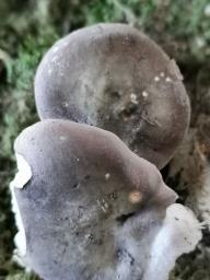 Russula grisea